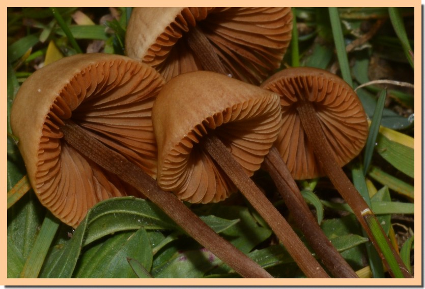 conocybe pubescens 22.jpg