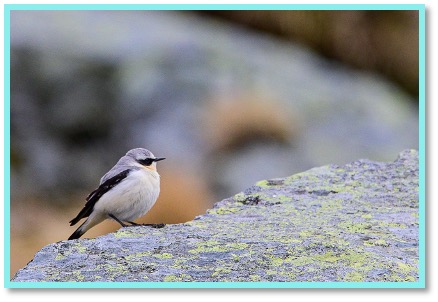 Taquet motteux 2.jpg