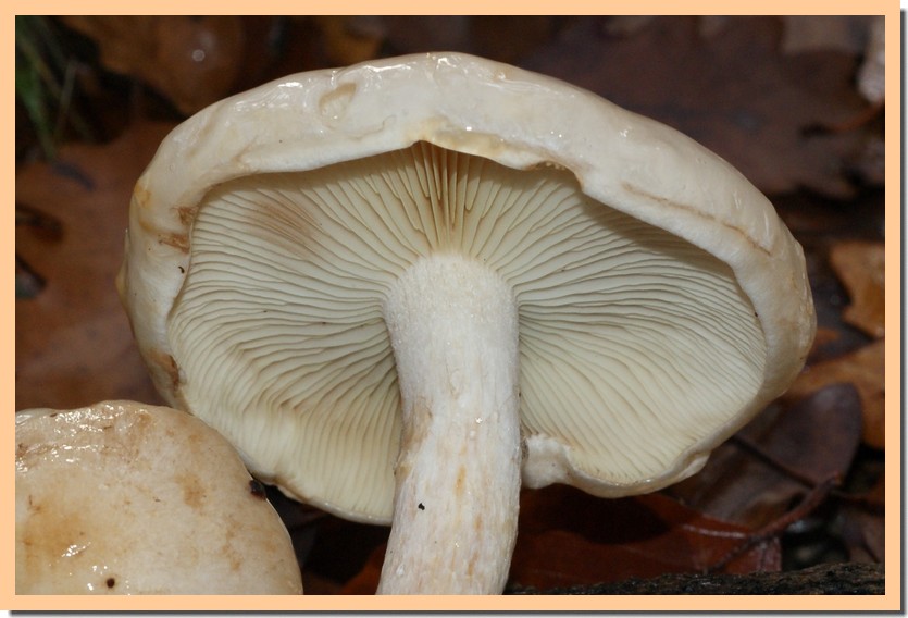 pholiota lenta2-01.jpg