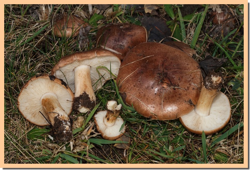 tricholoma populinum 19.jpg