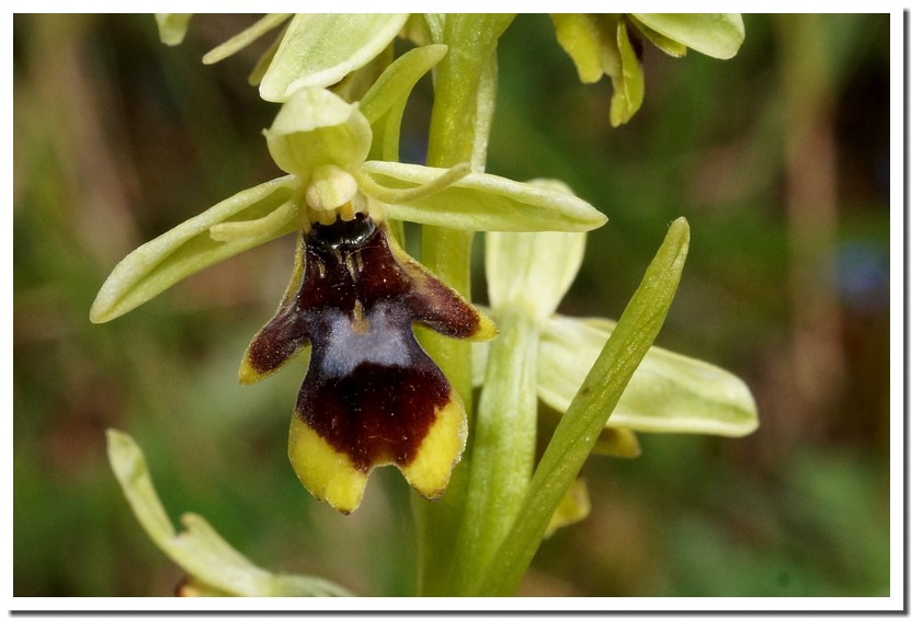 ophrys aymoninii 17.jpg
