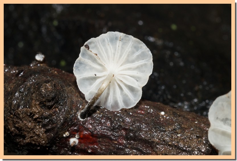 marasmiellus candidus 21 1.jpg