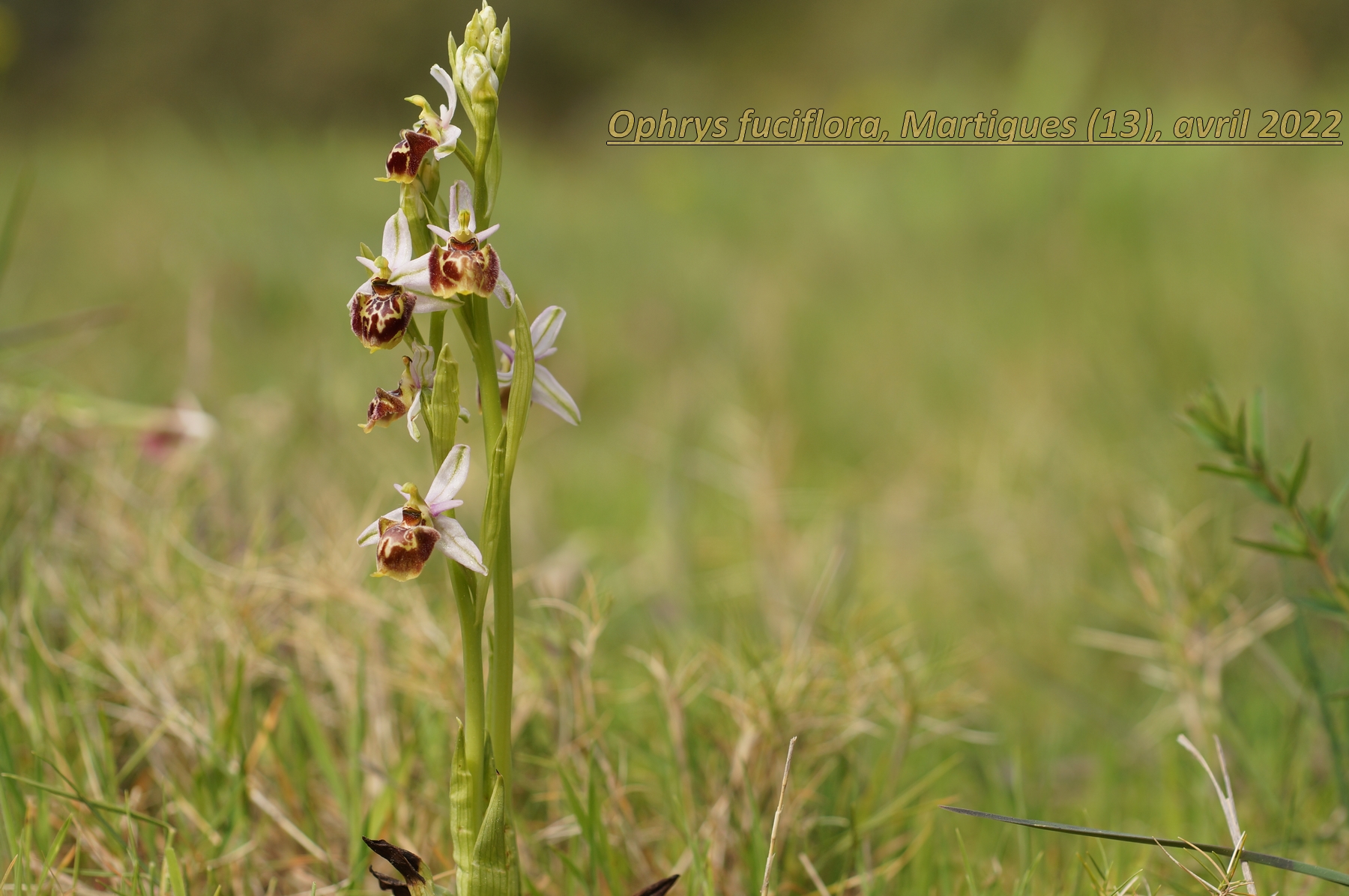 ophrys fuciflora 22 4.JPG