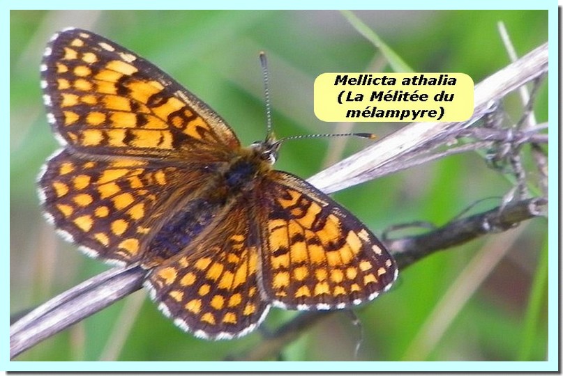 Mellicta athalia1e _Mélitée du Mélampyre_.jpg