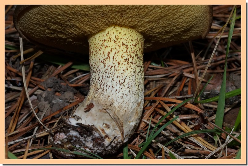 suillus collinitus pied 15.jpg