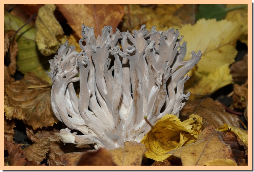 ramaria fumigata 22.jpg