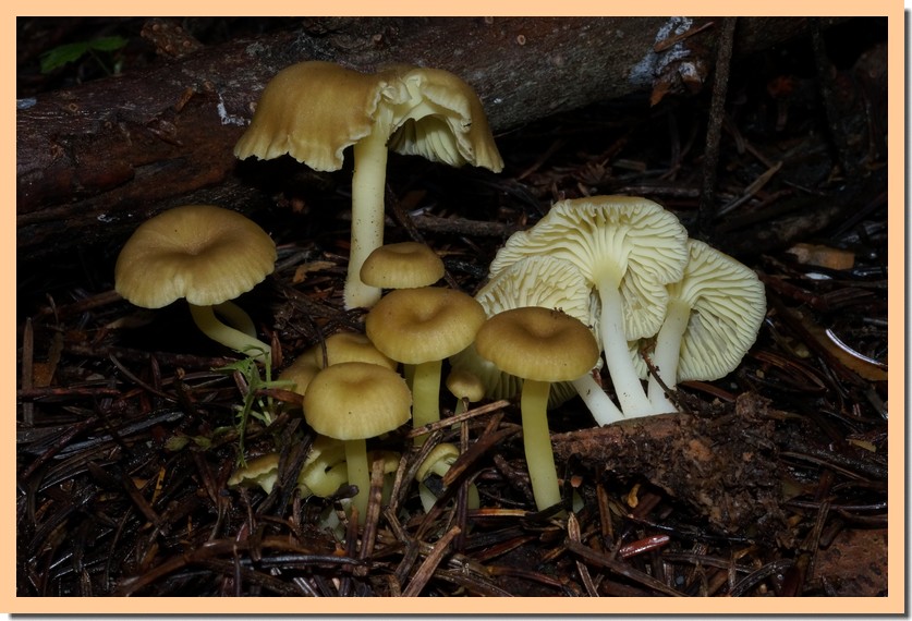 chrysomphalina grossula.jpg