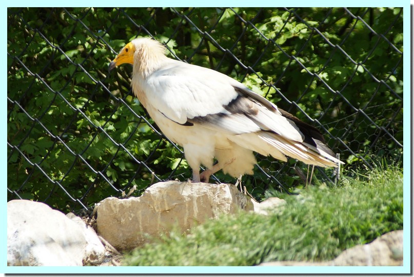 percnoptère d_Égypte.jpg