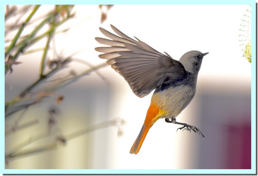 rouge-queue noir.jpg