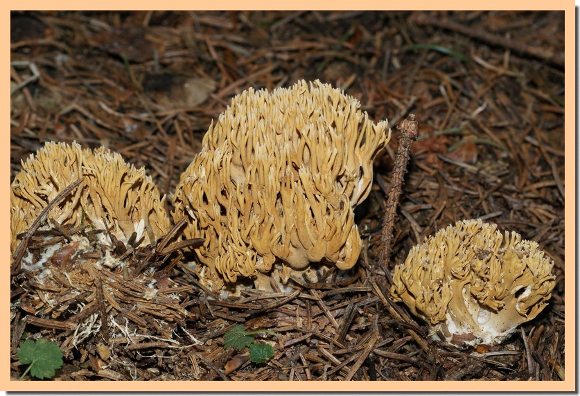ramaria flaccida 2.jpg