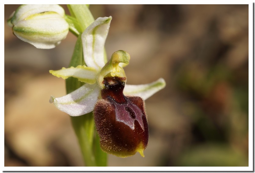 ophrys arachnitiformis 23-01.jpg