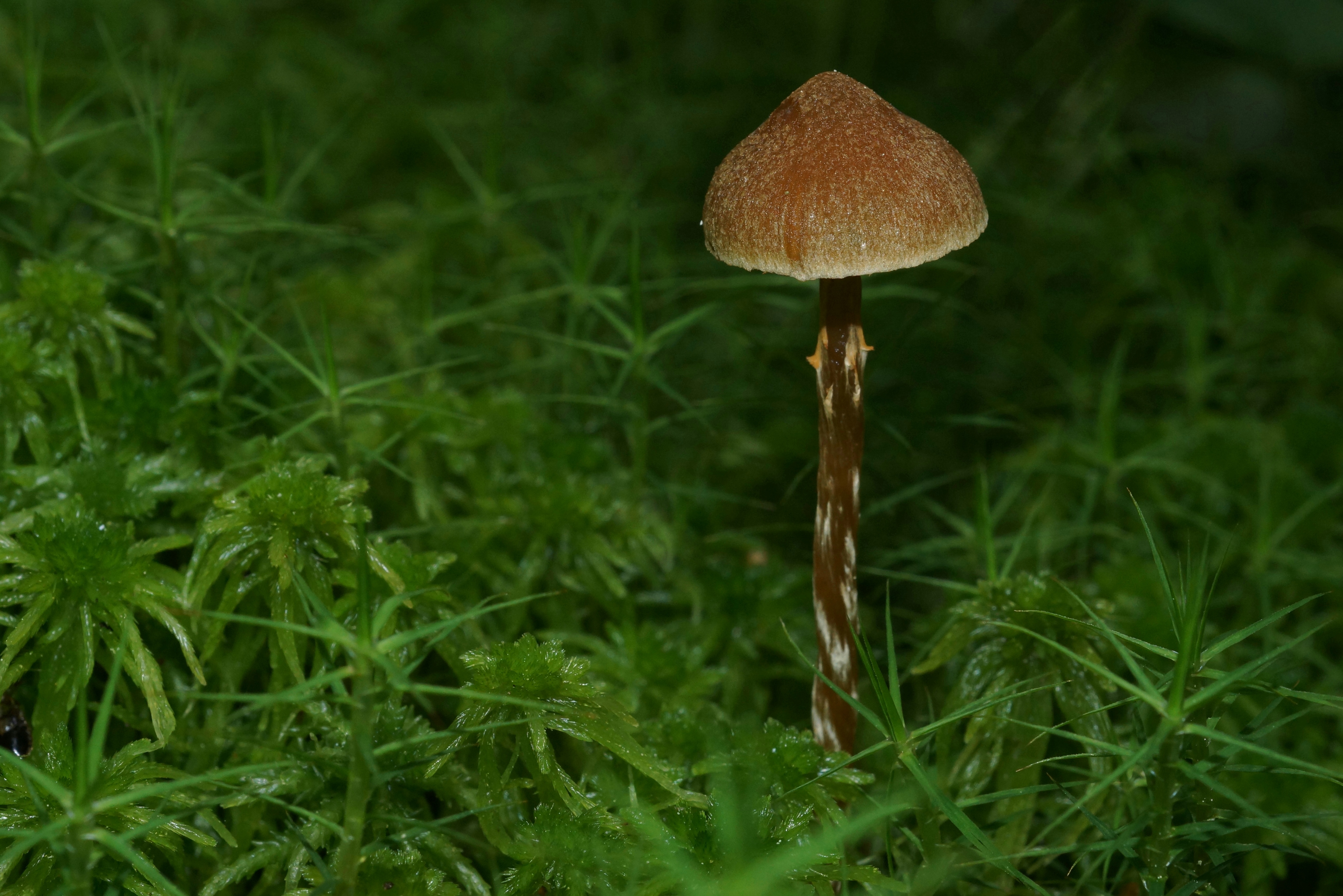 galerina paludosa 23.jpeg