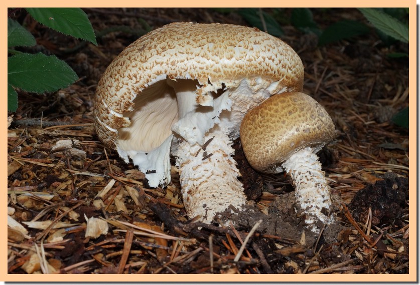 agaricus augustus 152.jpg