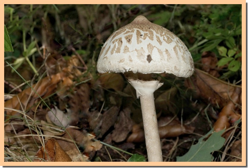 macrolepiota mastoidea 22.jpg