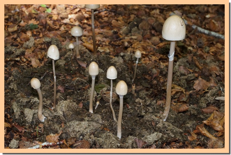 panaeolus semiovatus 17.jpg