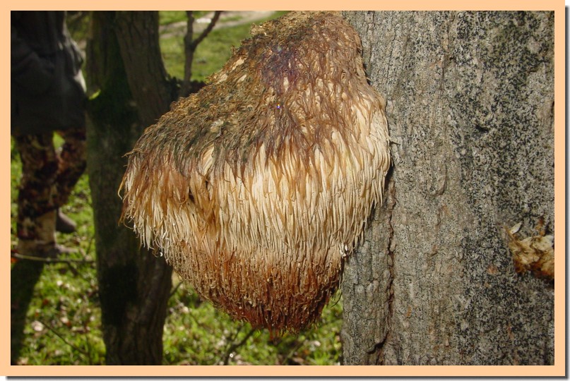 Hericium erinaceus.jpg