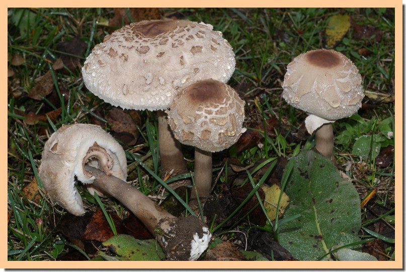 macrolepiota fuliginosa 2