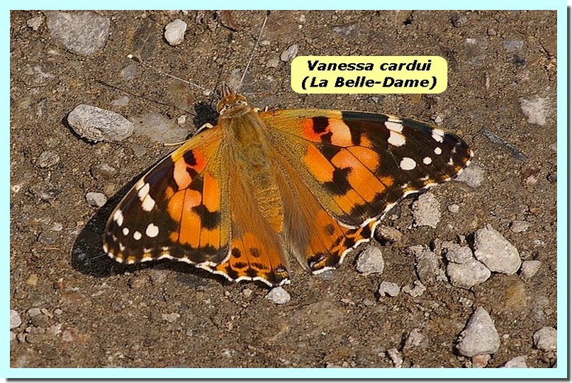 Vanessa cardui1a _BelleDame_.jpg