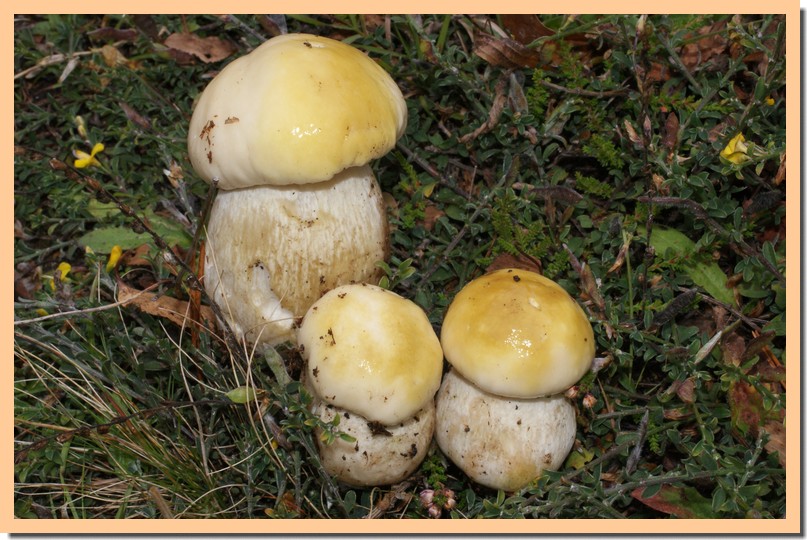 cèpe de bordeaux jaune
