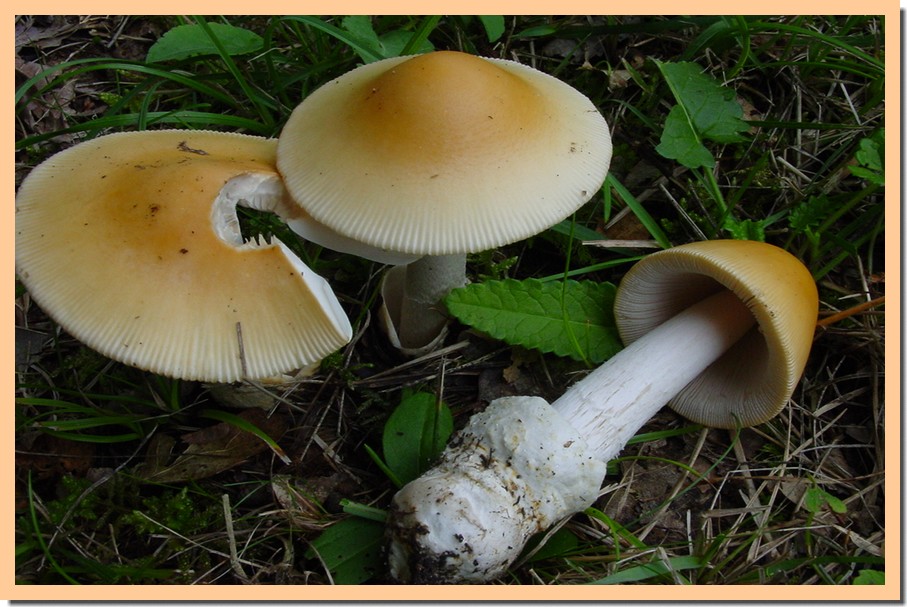 amanita crocea.jpg