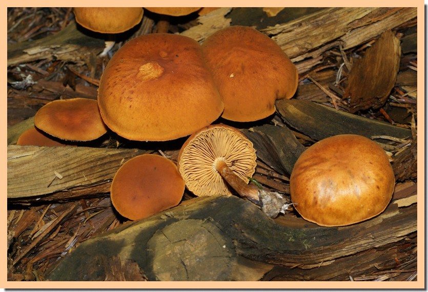 gymnopilus penetrans2.jpg