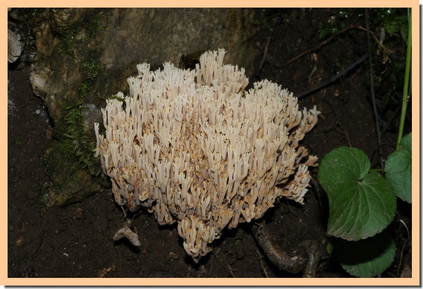 ramaria stricta 11.jpg