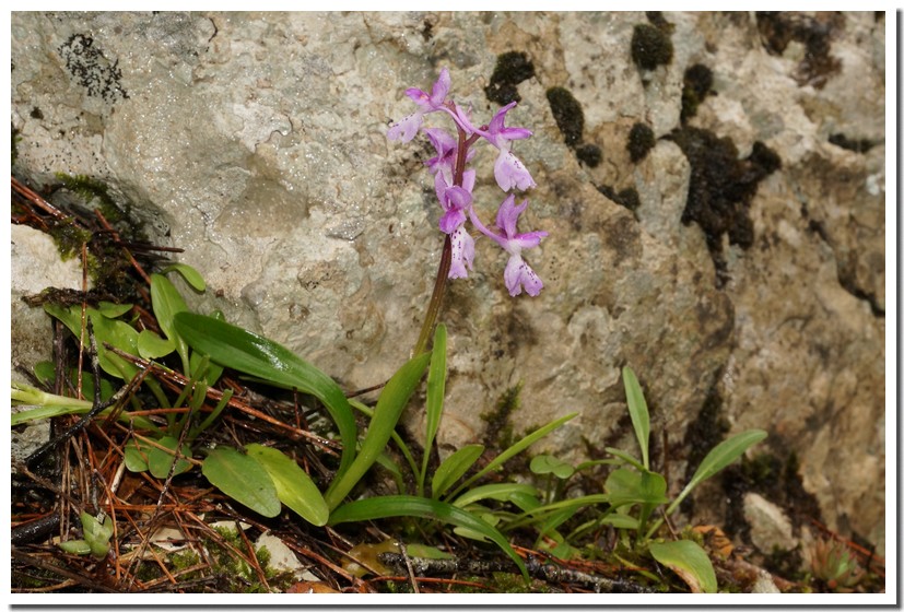 orchis olbiensis 1.jpg