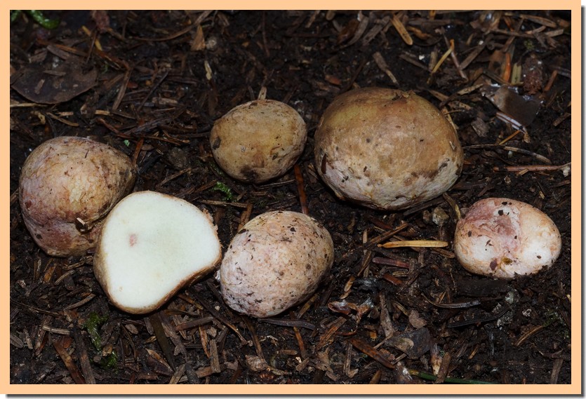 rhyzopogon roseolus 25.jpg