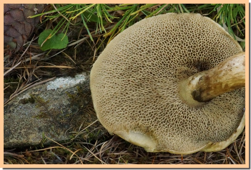 suillus viscidus 20.jpg