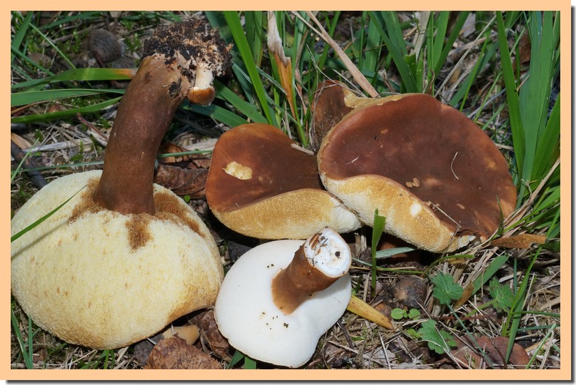 gyroporus castaneus 15.jpg