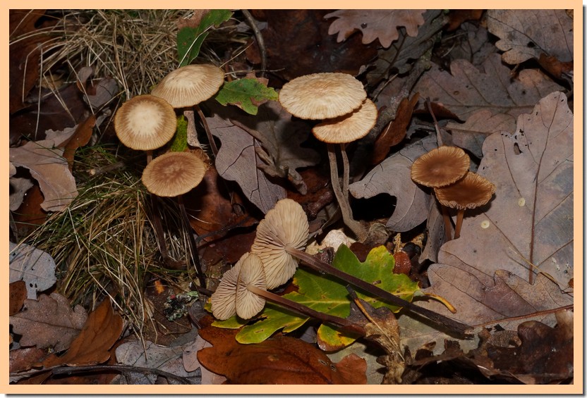 mycetinis querceus 19.jpg