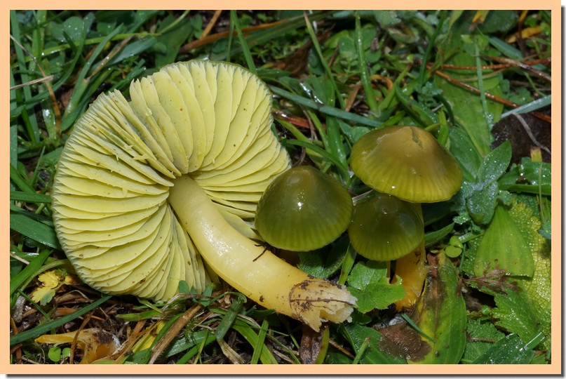 hygrocybe psittacina 14.jpg