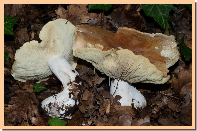 leucopaxillus compactus 14.jpg