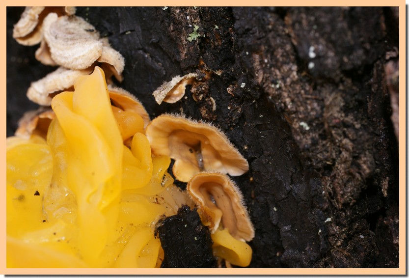 tremella aurantia stereum hirsutum.jpg