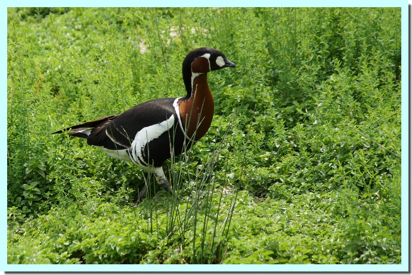 bernache à cou roux.jpg