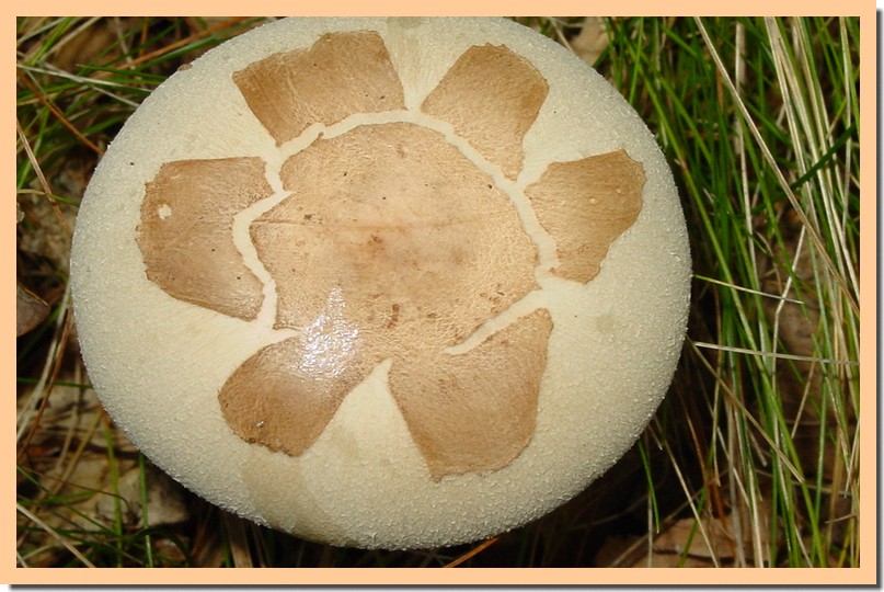 macrolepiota konradii.jpg