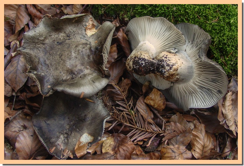 hygrophorus marzuolus3-01.jpg