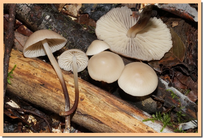 marasmius cohaerens 21.jpg