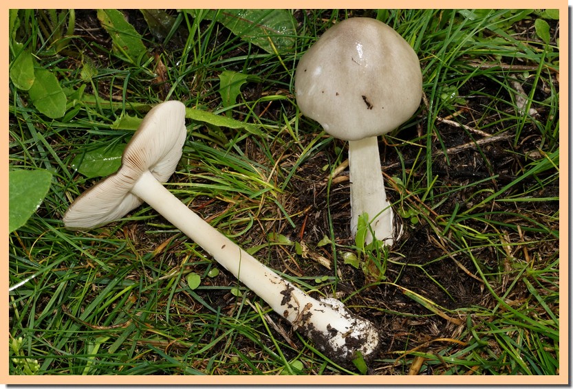 volvariella gloiocephala 19.jpg