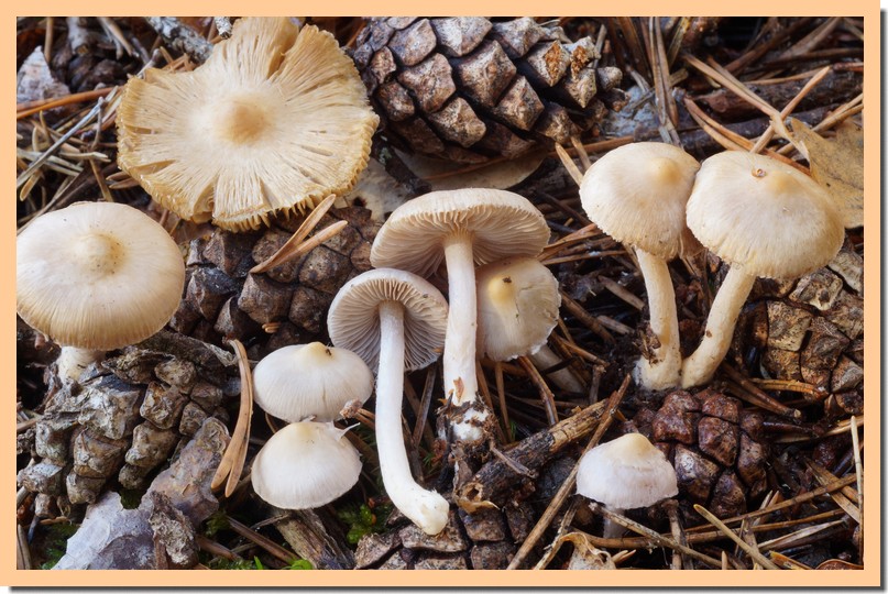 inocybe geophylla 16.jpg