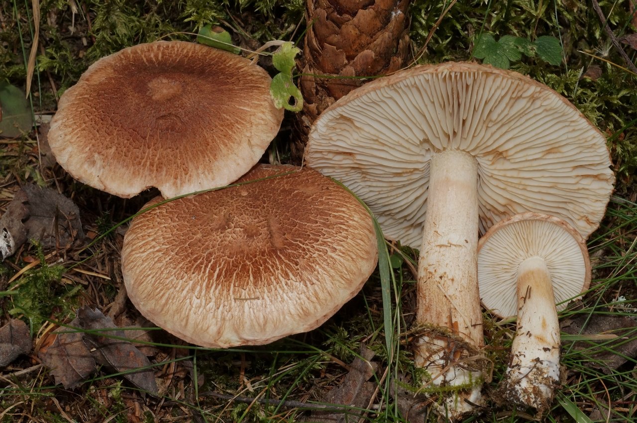 tricholoma vaccinum 18.jpeg