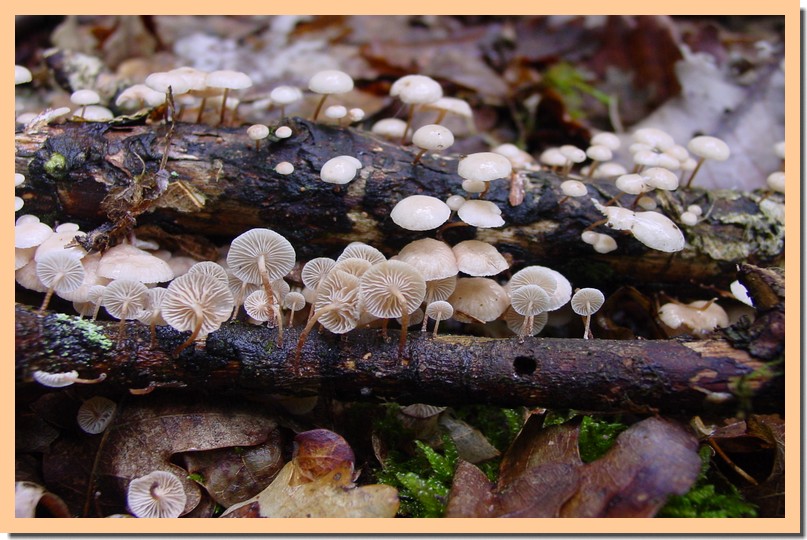 marasmiellus ramealis2.jpg