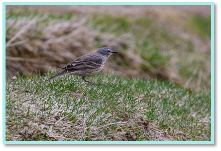 Pipit farlouse 2.jpg