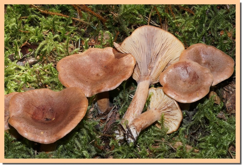 lactarius helvus 16.jpg