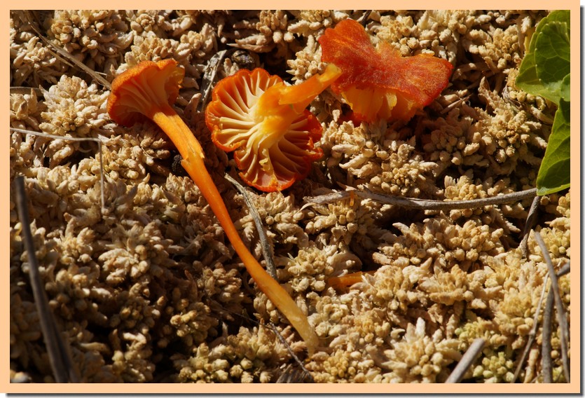 Hygrocybe coccineocrenata 19.jpg