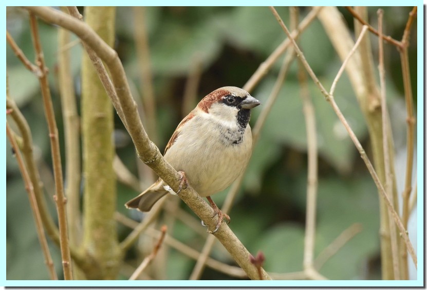 moineau domestique.jpg