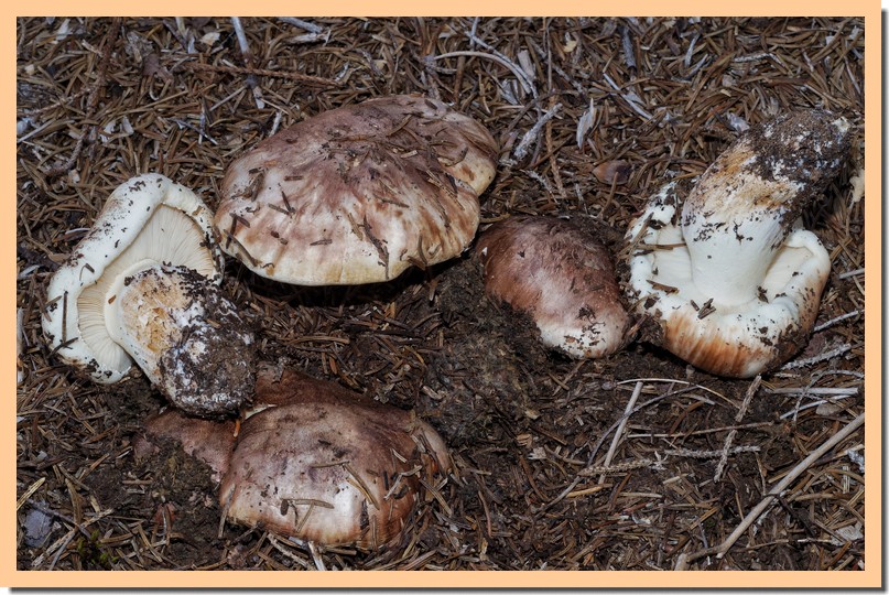 tricholoma roseoacerbum 17.jpg