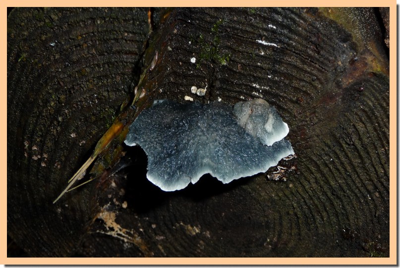 oligoporus caesius.jpg