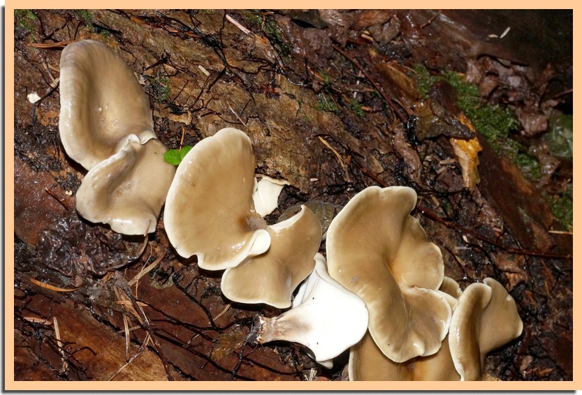 polyporus badius181.jpg