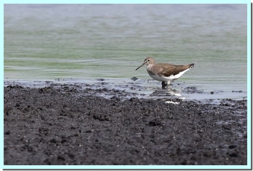 chevalier cul-blanc.jpg